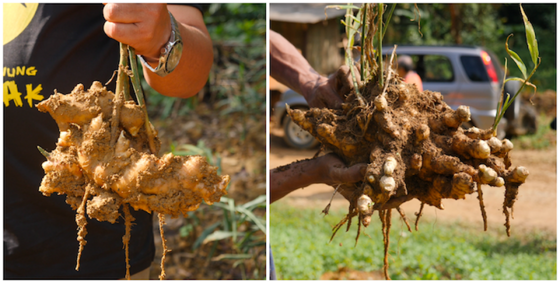 食材库: 文冬姜